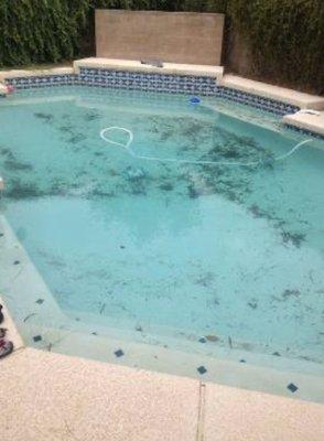 My pool that their technician was supposed to clean and check chemicals for but did neither