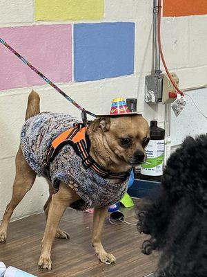 Henry getting ready for a dog party!  Best groomer ever!