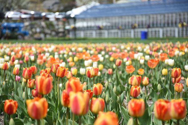 POV: You're picking your own tulips at Wilson Farm.