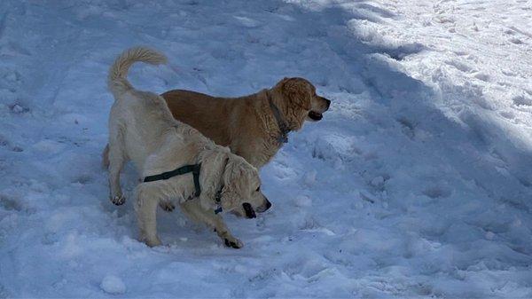 Pismo and Baker playing in the snow