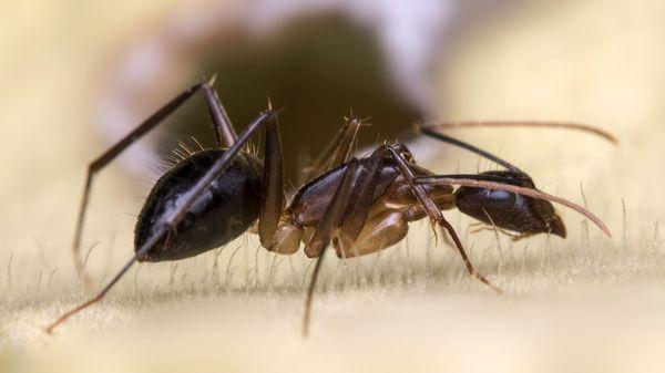 Ant & General Pest Extermination