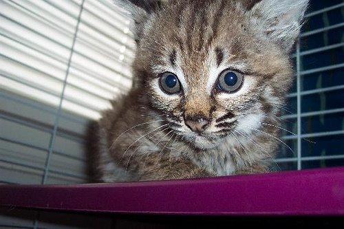 Bobcat, Animal Advocates, Los Angeles, California.