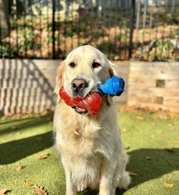 Doggie daycare in Annapolis