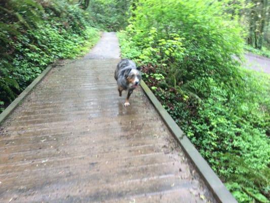 Luka running to his hearts desire on our Dog Park Adventure.