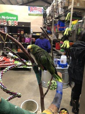 Store bird!