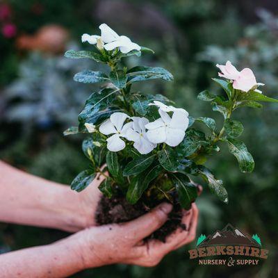 Berkshire Nursery And Supply