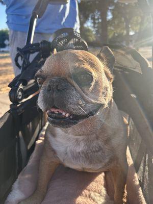 Coco in her doggie stroller, happy to cruise Ojai again!