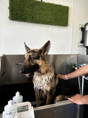 Nacho in the wash tub