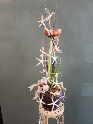 Ready to bloom Amaryllis with starfish raffia!!!  So perfectly added to our gift!