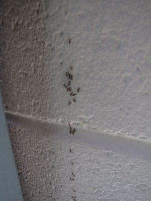 Ant invasion