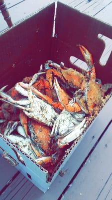 Medium steamed crabs