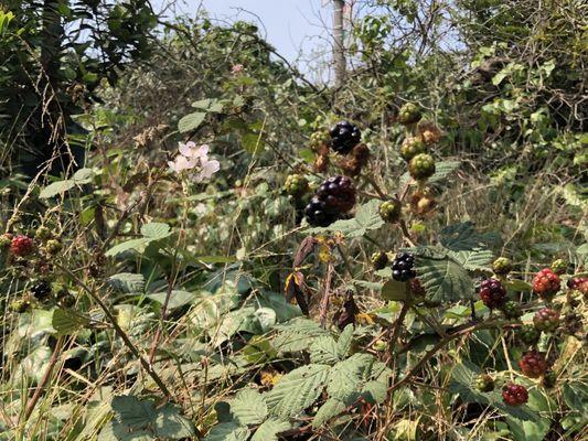 Blackberries 8/7/21