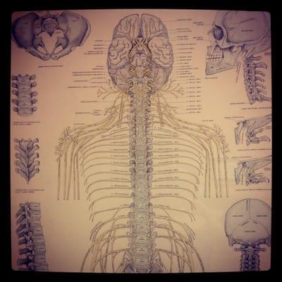 A chart from one of his offices - of the spinal cord and all the nerves connected.