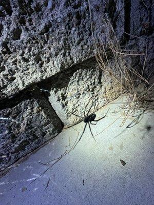 Riverside Spider pest control by Southland Exterminating