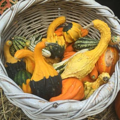 Gorgeous gourds! $2 each