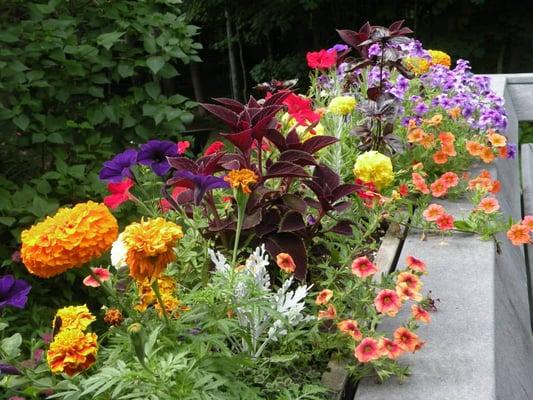 A sampling of our window boxes and containers