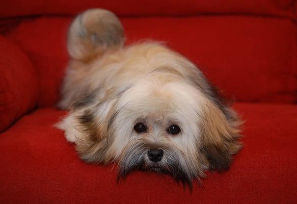 Rory the Havanese after a visit with Roxy at Scruff to Fluff.