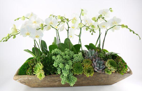 Mini Phalaenopsis orchid arrangement with succulents, moss and fine stones.