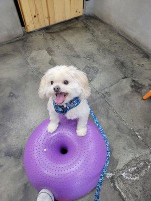 Milo practicing "Paws Up" while he waits for his next turn in Agility class.