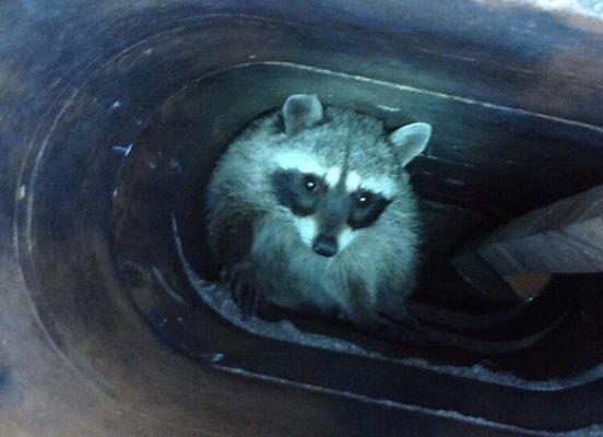 Raccoon found by us in a chimney without a spark cap.