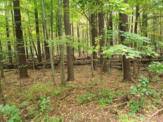 Wooded area surrounding the Rez