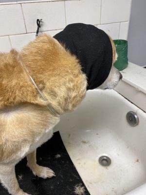 Upset Pup in the self-groom bath!