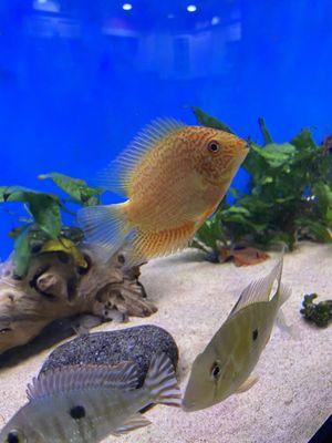 A beautiful red severum purchased from Manny at Franklyn Pet Center. The selection of fish is excellent.