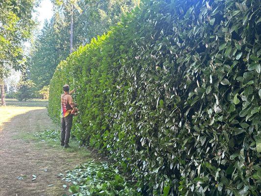 Call Now for a Free Estimate on trimming tree, bushes, hedges!!
360-609-7035.