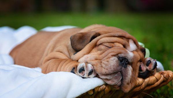 English bulldog puppy all tuckered out after a playful photo shoot.