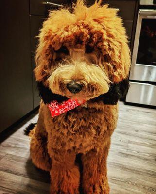 Ollie, Moyen Goldendoodle