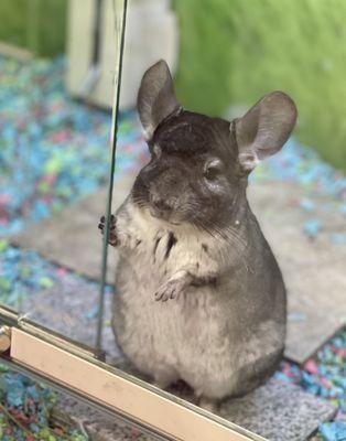 Adorable Chinchilla my daughter and I loved saying hello too! :D