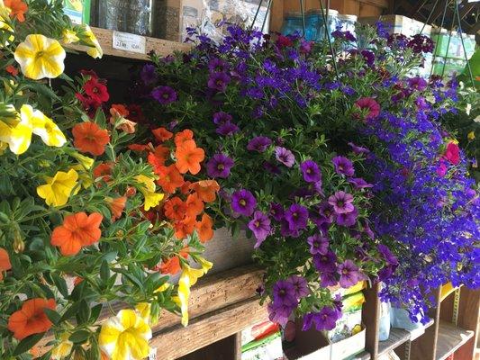 Hanging baskets from local farms!