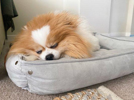 Tater Tot resting peacefully several hours post-op. Surgery and recovery went very well!