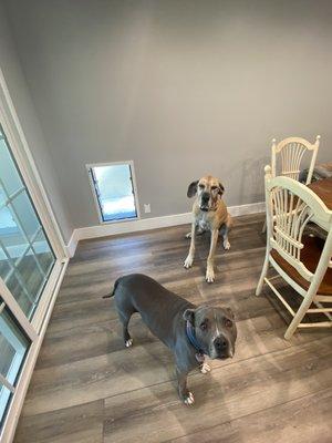 Dogs, doggie door, Great Dane