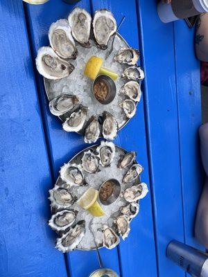 Oysters