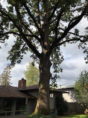 90-100yr old Oregon White Oak