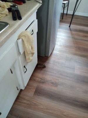 This is the rat in my kitchen