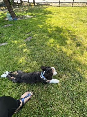 Archie's second time at a dog park.