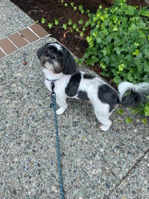 Fresh shih-tzu groom