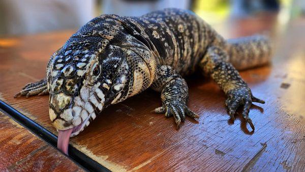 visiting reptiles during the Grand Reunion of 2023