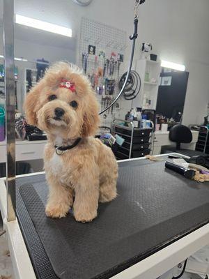 Cute puppy first time haircut