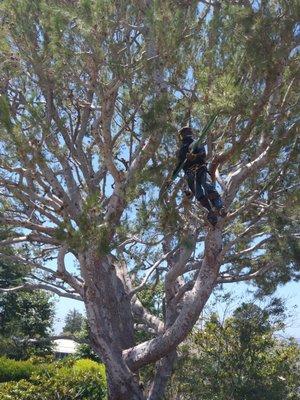 Pine tree pruning