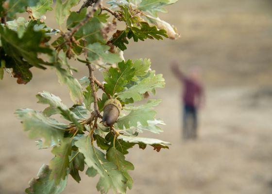 Acorns on an oak tree in Briones Regional Park.