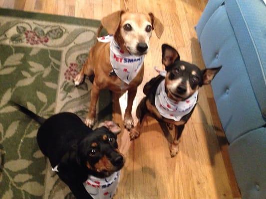 Our doggies wearing their bandanas