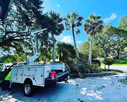 Tree Service in West Palm Beach. Call Today 833-321-TREE