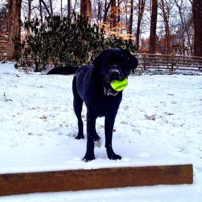 Fur friend Malcolm enjoying a snowy game of fetch with his walker.