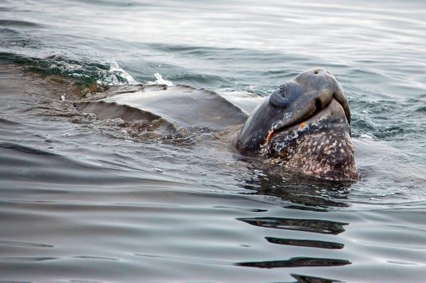 In the fall months we sometimes see leatherback sea turtles, which have traveled all the way from Indonesia to feed off of CA