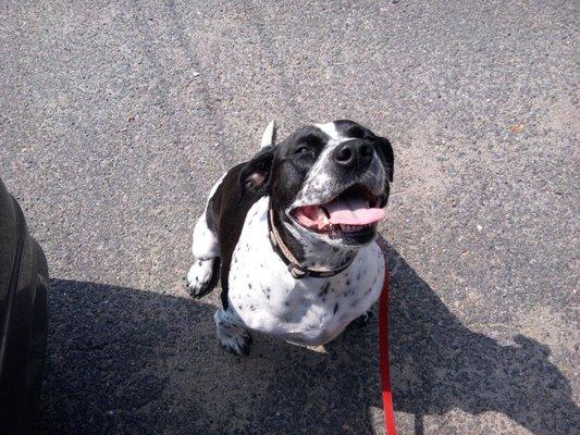 Maizy right after I picked her up from her grooming appointment.