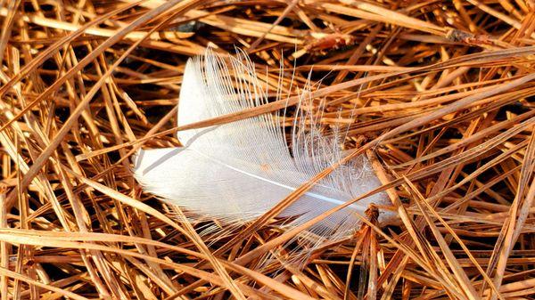 Down feather in pine needles at GREATEST GENERATION MEMORIAL PARK in Thomaston, Georgia.