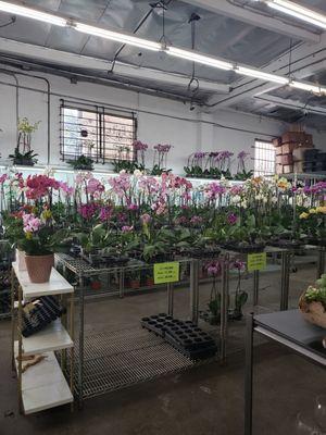 So many orchids at great prices.